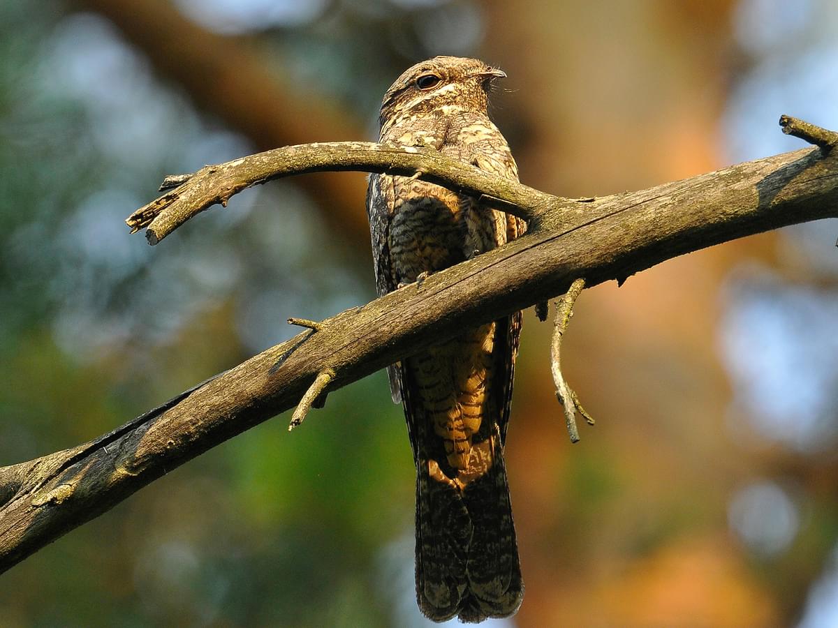 Nightjar perching in the forest trees