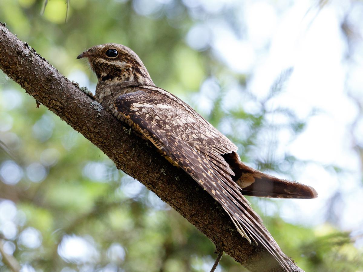 Nightjar laying motionless on a branch