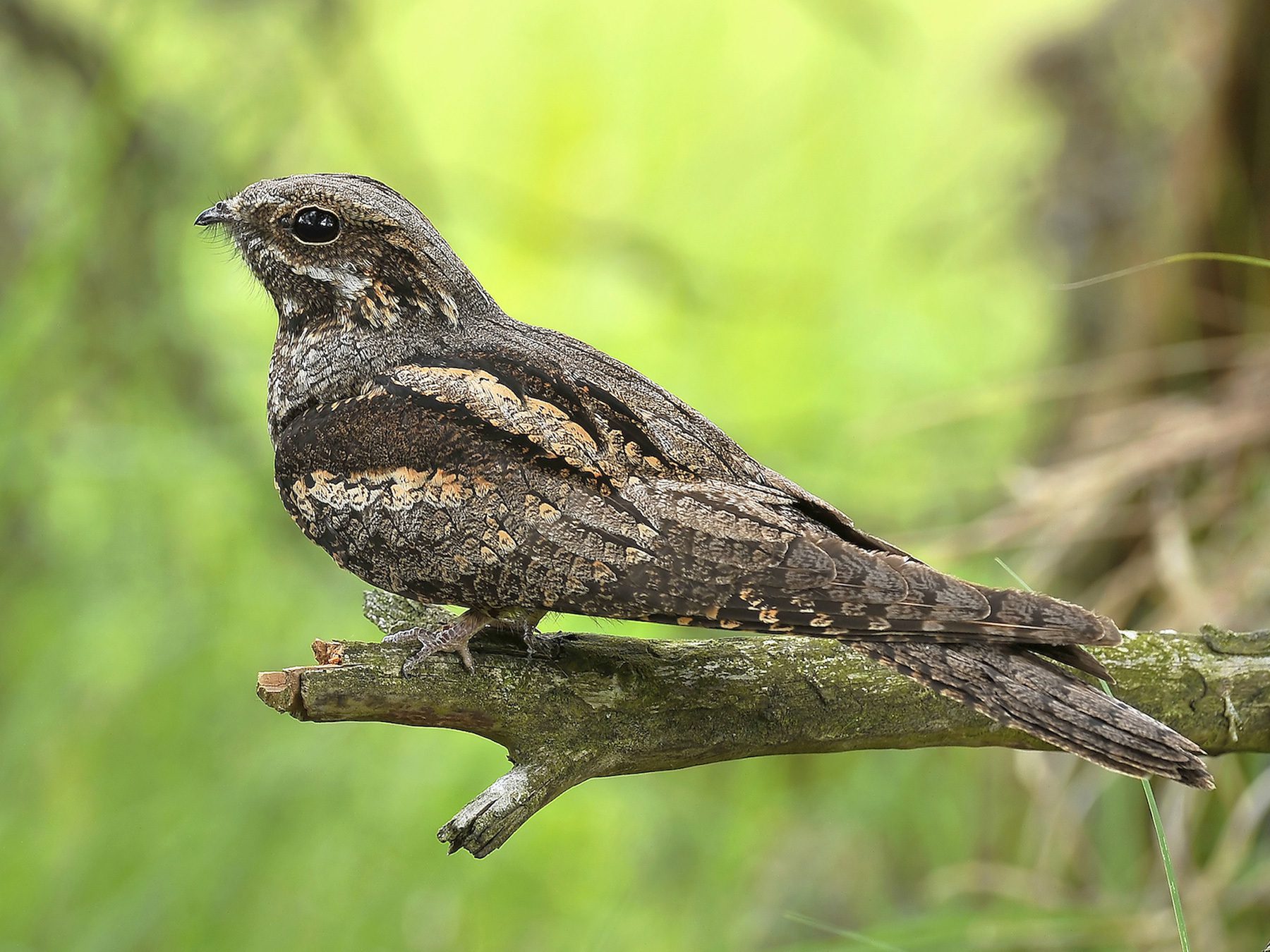 Nightjar