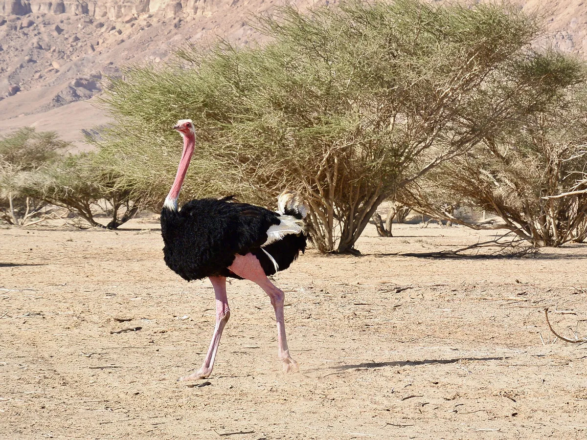 Where Do Ostriches Live? (Habitat + Distribution) | Birdfact