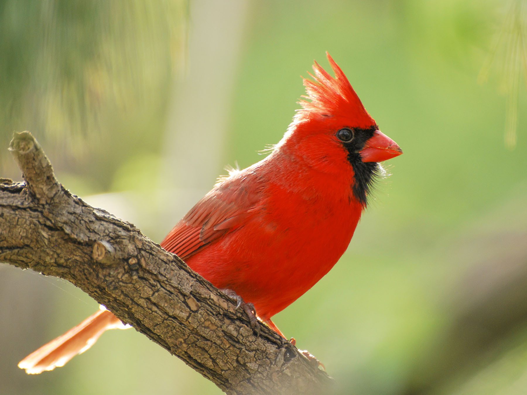 Northern Cardinal