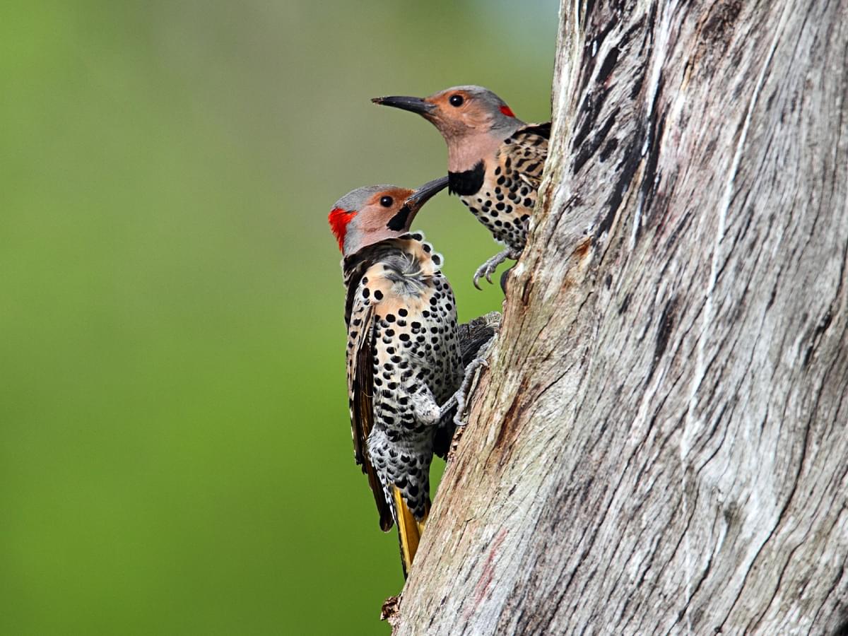 Pair of Northern Flickers cleaning out nest hole