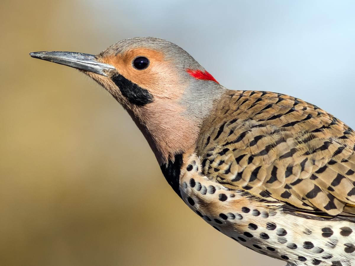 Portrait of a Norther Flicker
