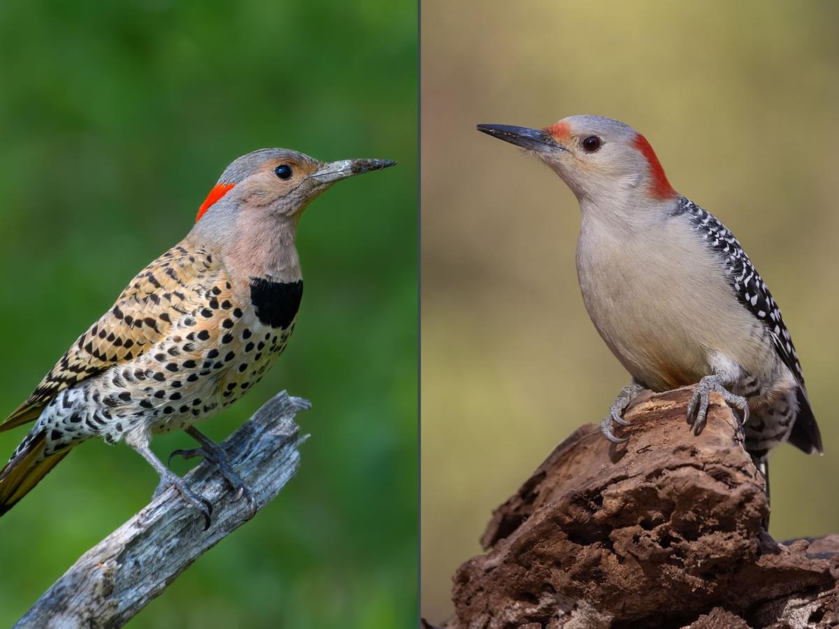 Northern Flicker or Red-bellied Woodpecker: What Are The Differences?
