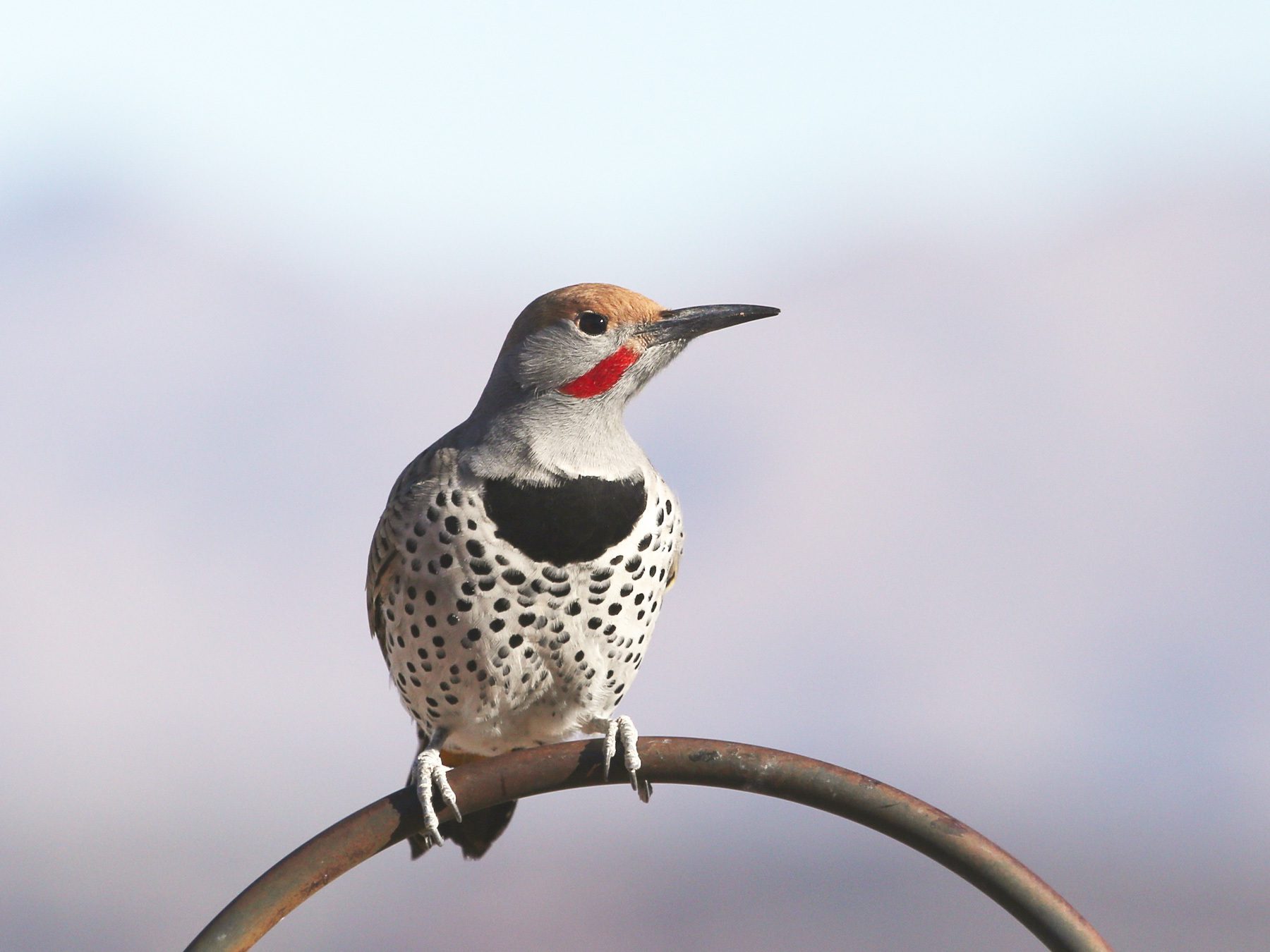 Northern Flicker
