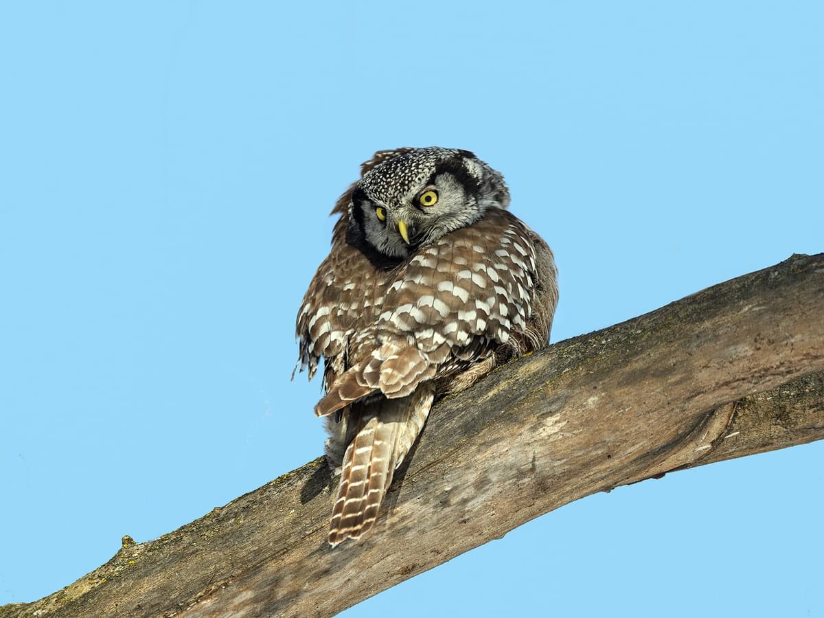 Northern Hawk Owl perched on a branch