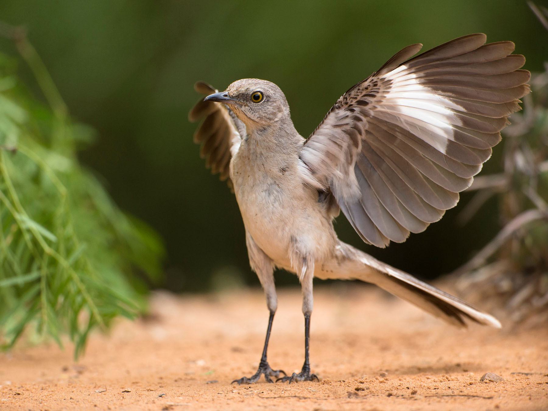 Northern Mockingbird Bird Facts (Mimus polyglottos) | Birdfact