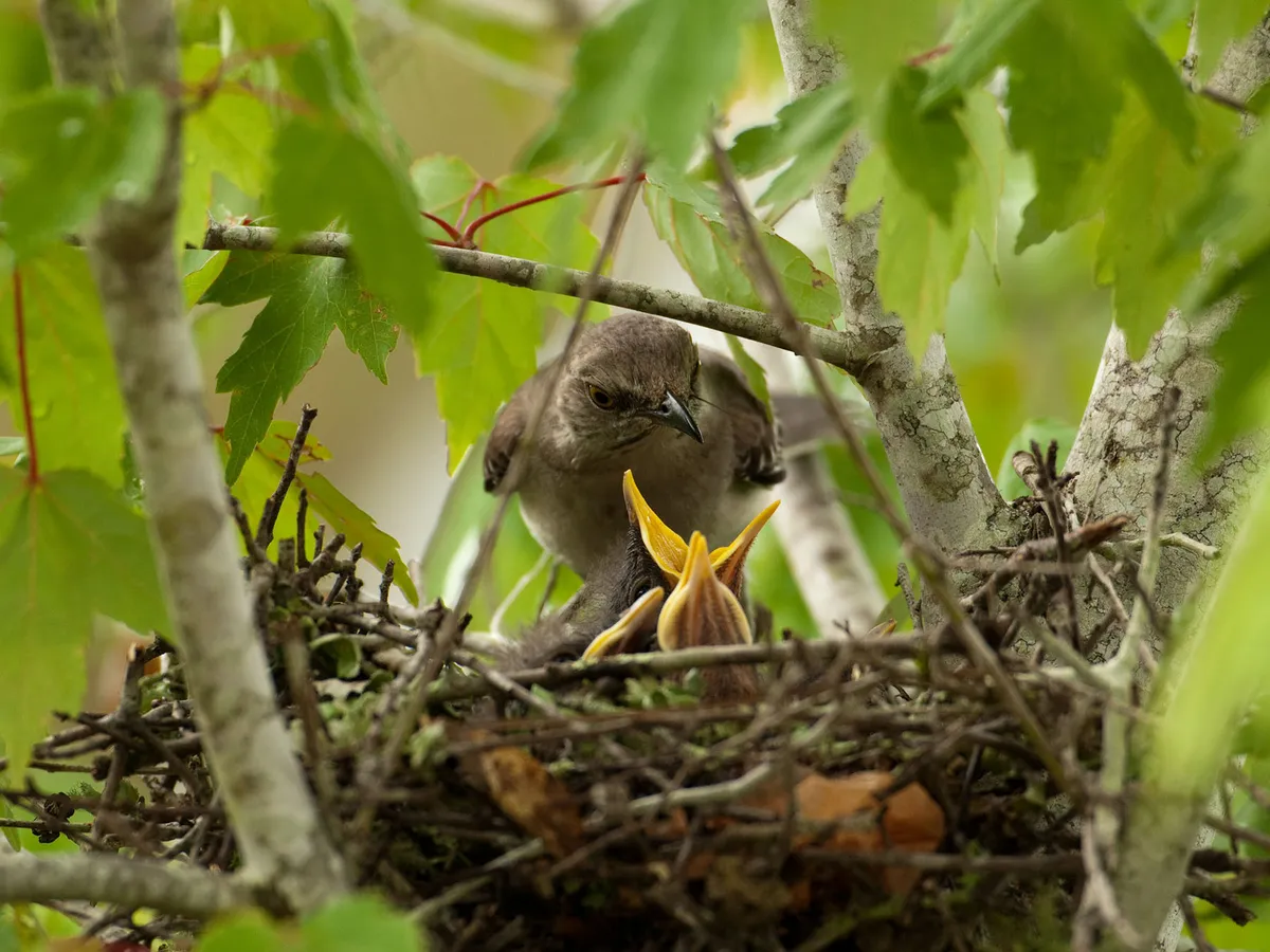 Northern Mockingbird Nesting (Behavior, Eggs, Location)