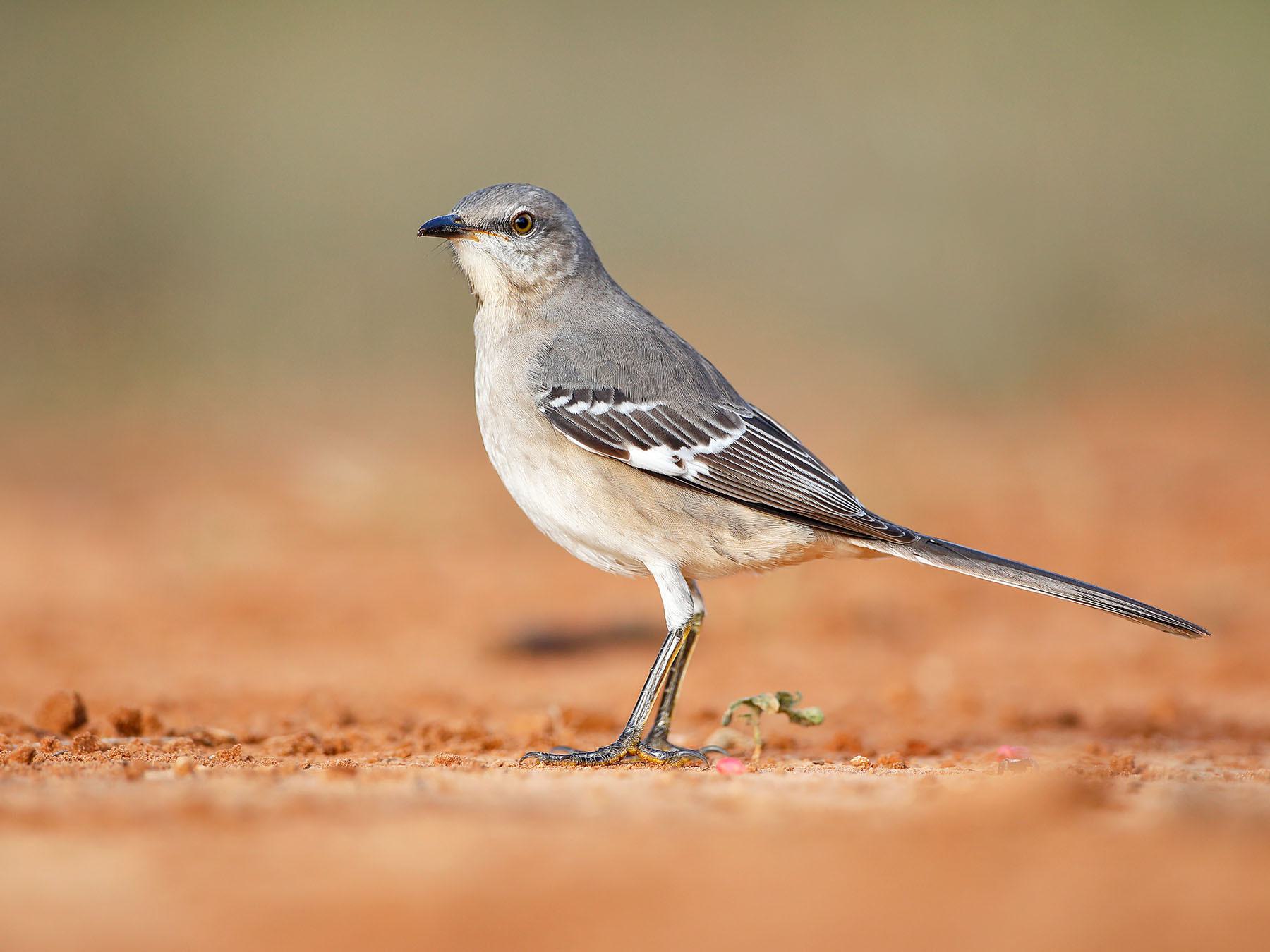 Northern Mockingbird Bird Facts (Mimus polyglottos) | Birdfact