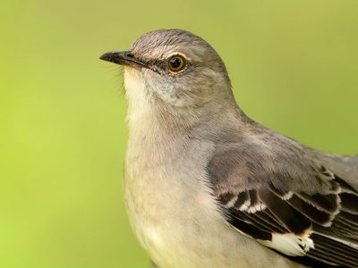Northern Mockingbird Bird Facts (Mimus polyglottos) | Birdfact