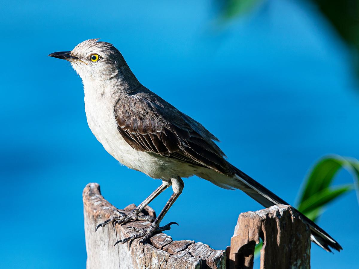 Northern Mockingbird Bird Facts (Mimus polyglottos) | Birdfact