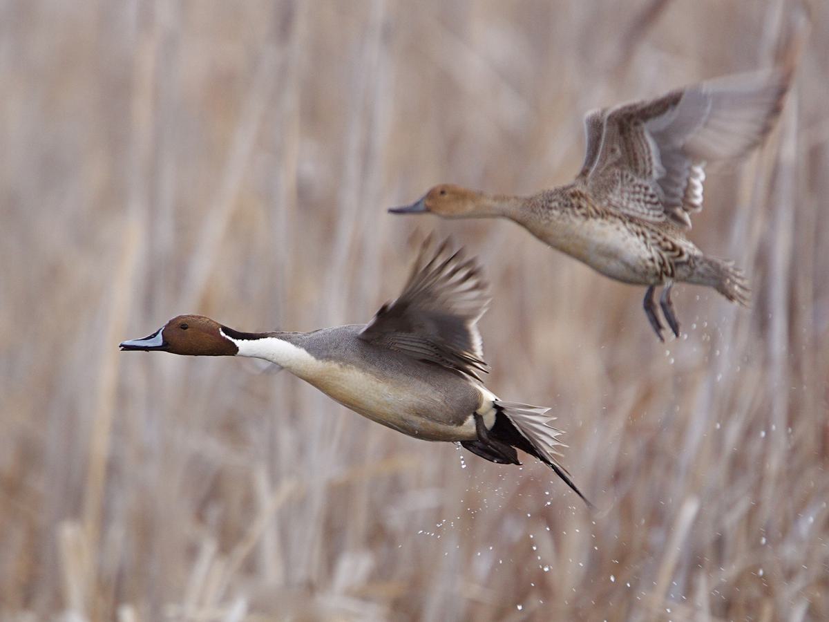 Two Northern Pintails in-flight over wetland habitat