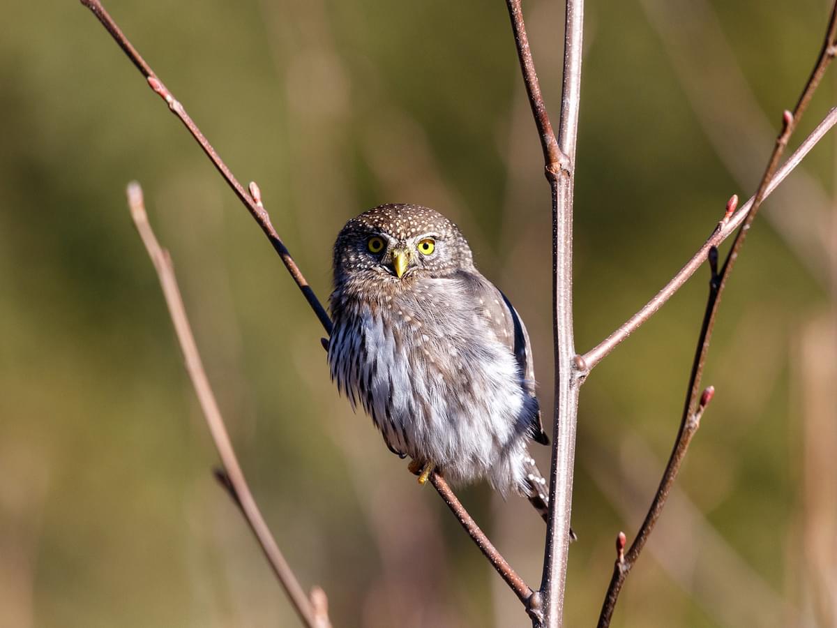 Northern Pygmy-Owl perching in budding tree