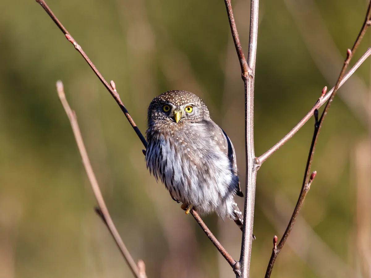 Northern Pygmy-Owl Bird Facts (Glaucidium gnoma) | Birdfact