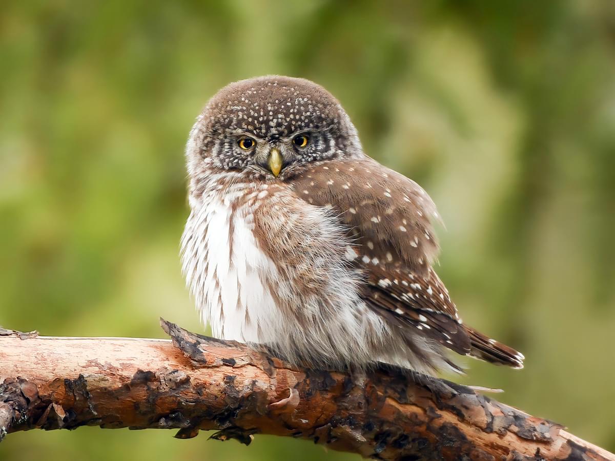 Northern Pygmy-Owl looking for prey resting on a branch