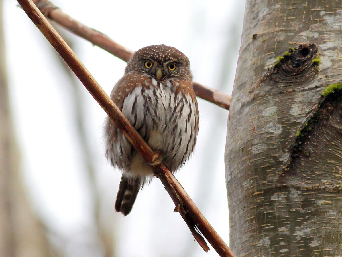Northern Pygmy-Owl, rufous brown