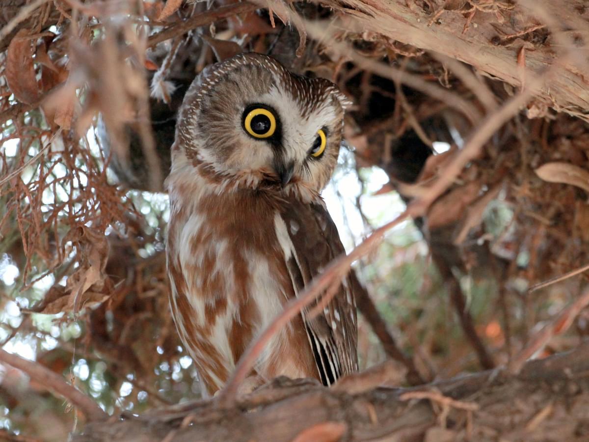 Northern Saw-whet Owl hiding in the trees