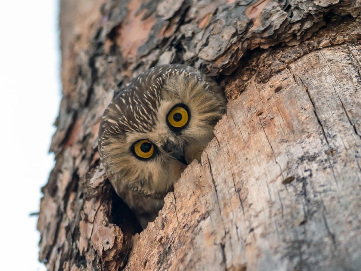 Northern Saw-whet Owl looking out from the nest cavity