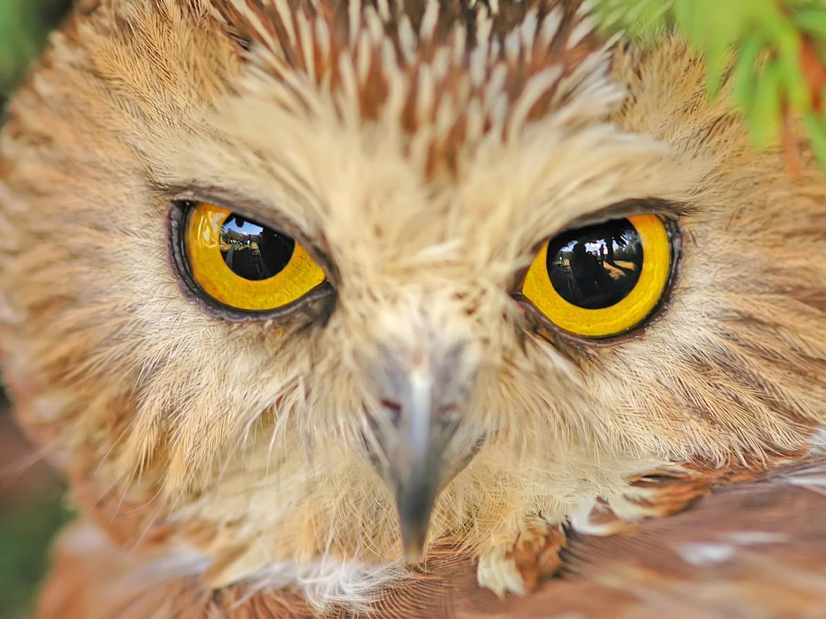 Portrait of a Northern Saw-whet Owl