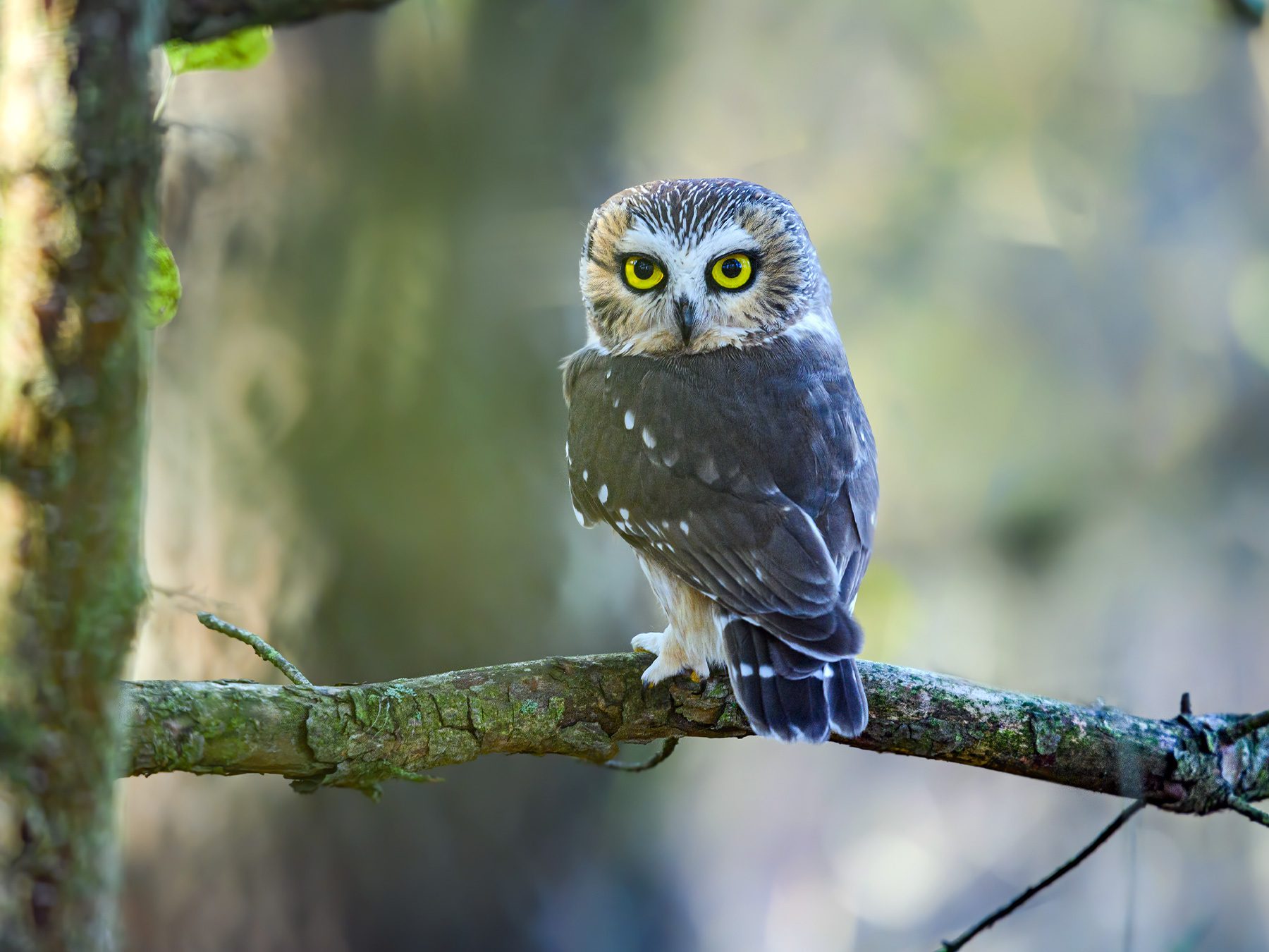 Northern Saw-whet Owl