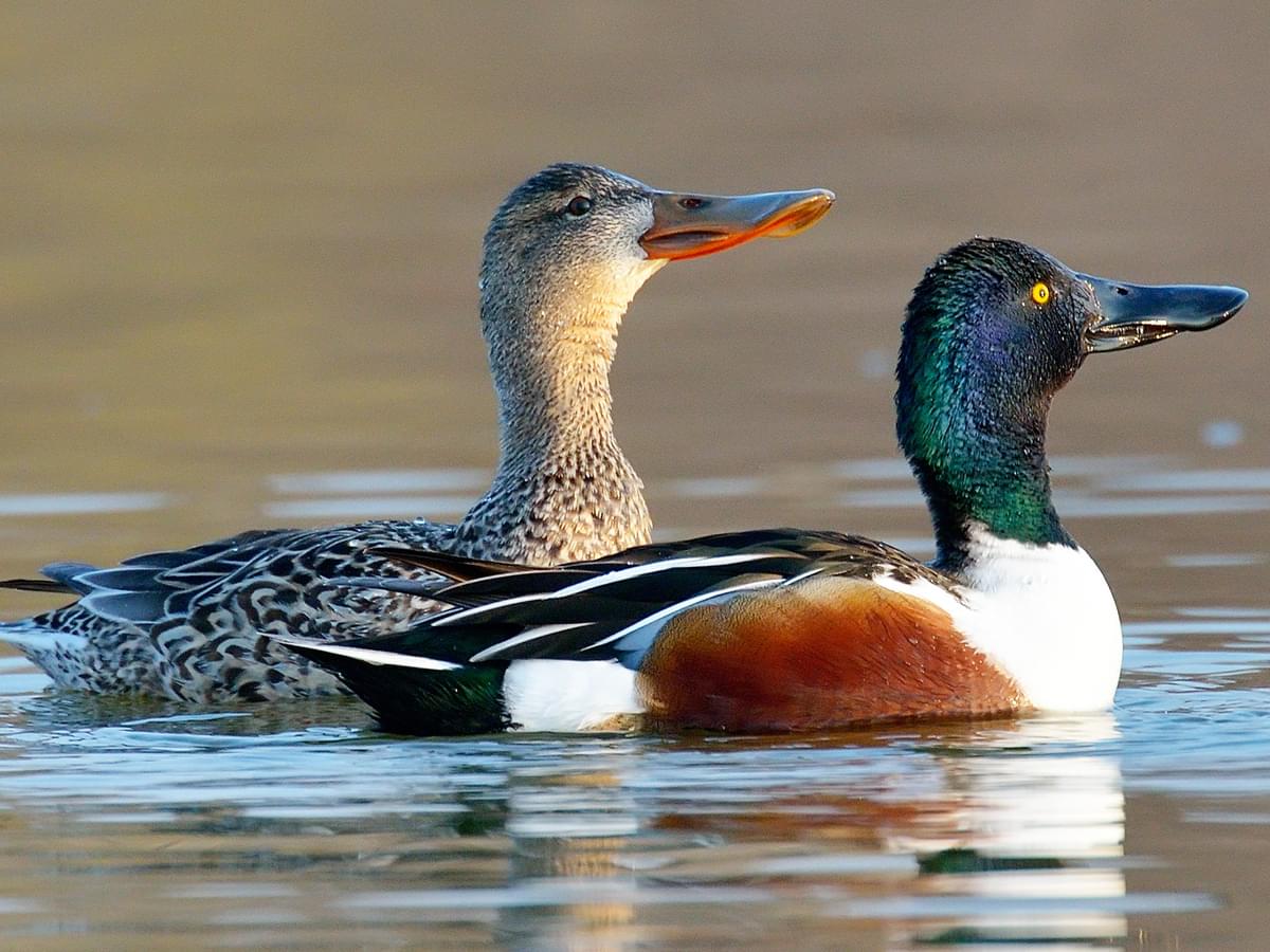 Female (left) and Male (right) Northern Shovelers