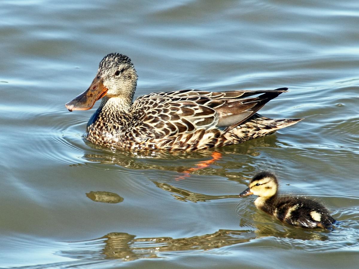 Northern Shoveler parent swimming with her young