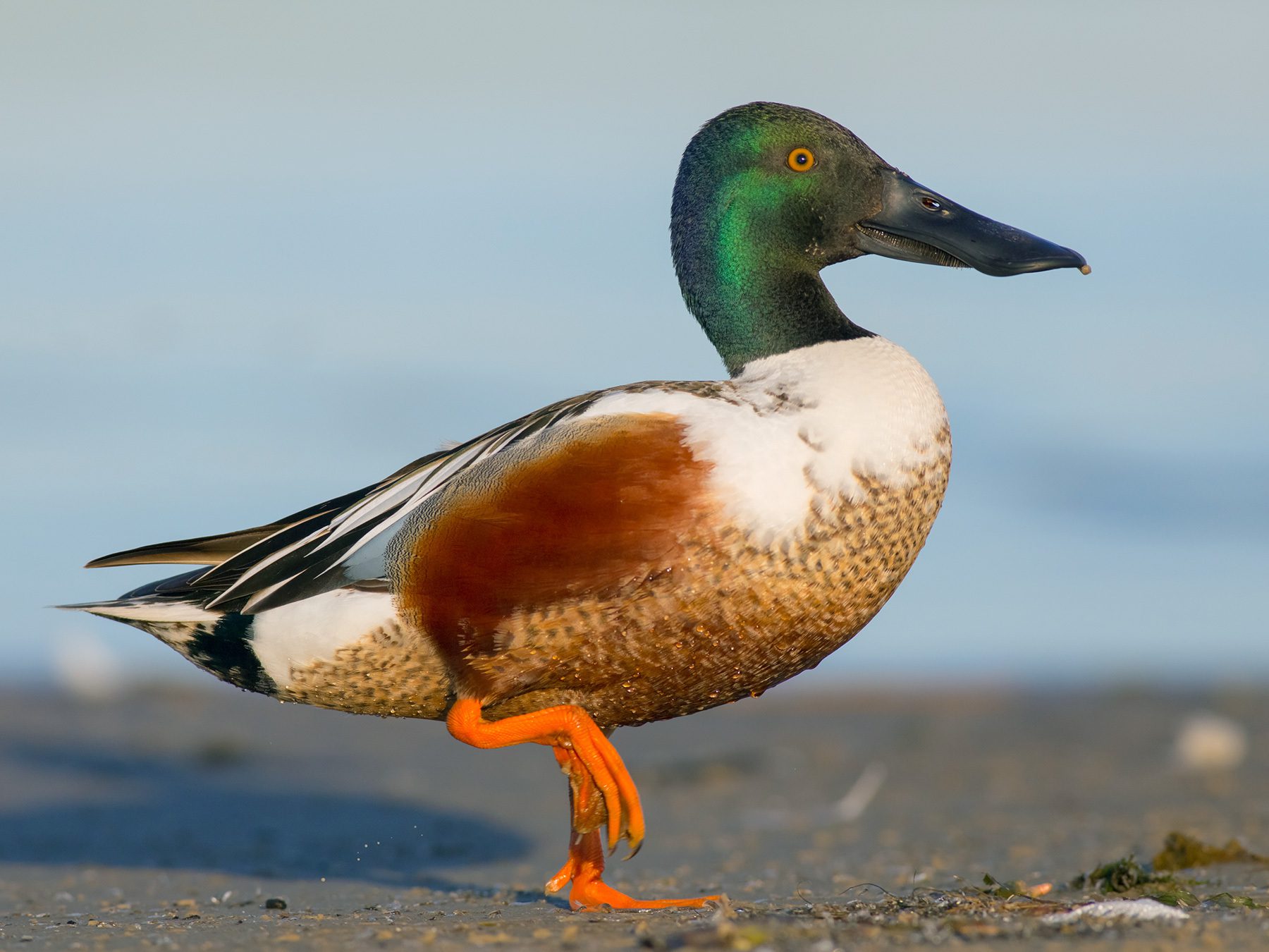 Northern Shoveler