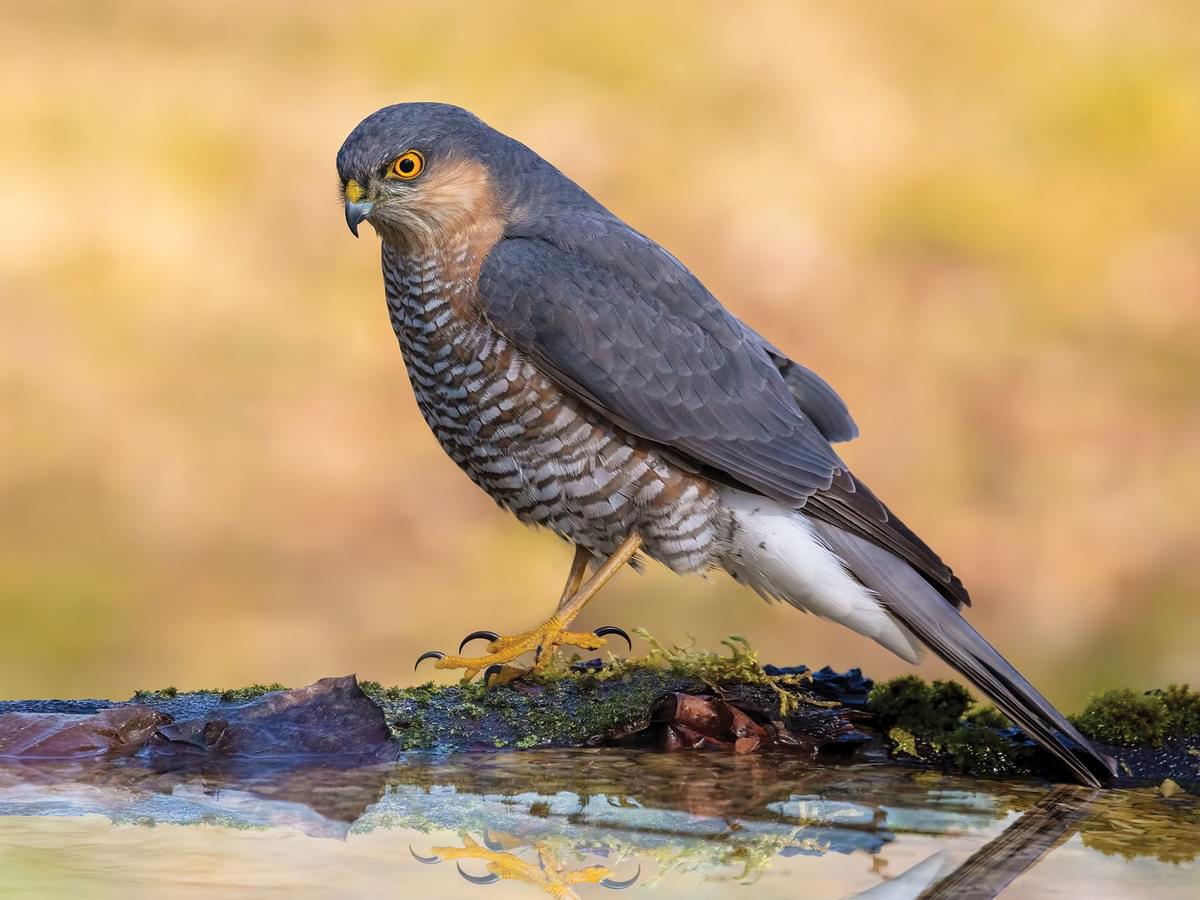 Sparrowhawks are also known as the Northern Sparrowhawk