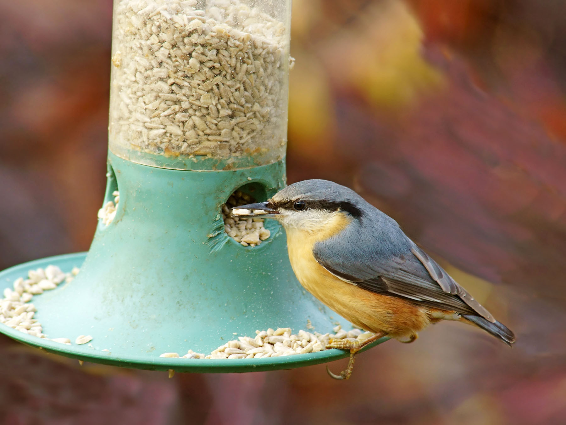 Sunflower Hearts for Birds Why They're a Backyard… Birdfact
