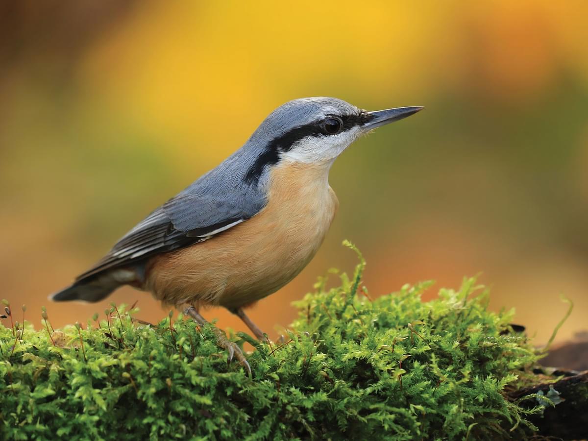 Nuthatch it its natural habitat