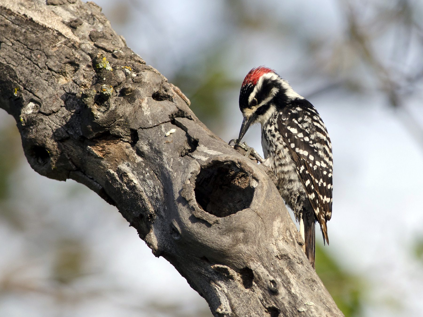 Nuttall's Woodpecker