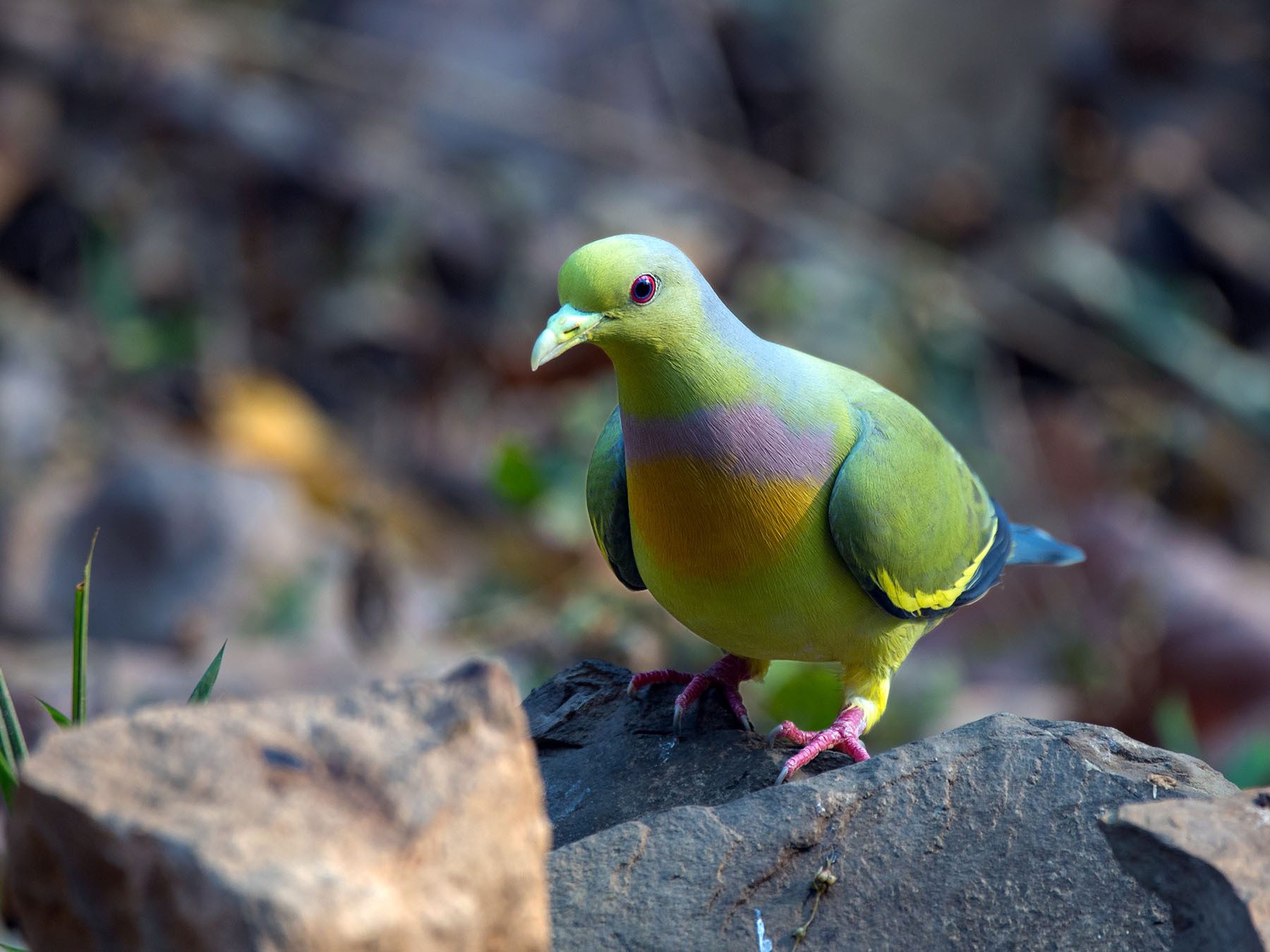 Orange-breasted Green-pigeon
