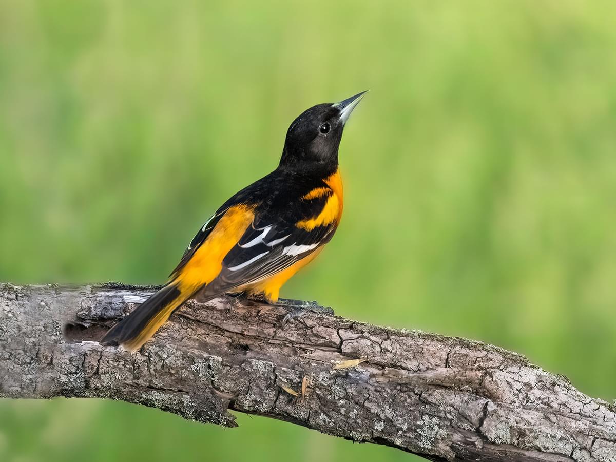 Orchard Oriole or Baltimore Oriole: What Are The Differences?