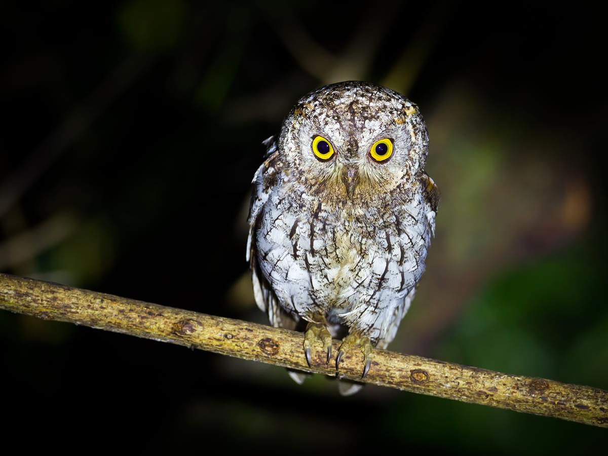 Oriental Scops-Owl perched on a branch during the night