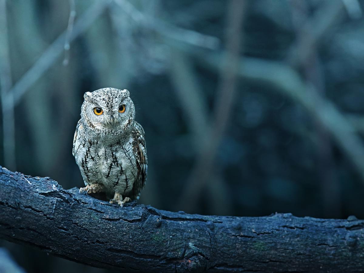 Oriental Scops-Owl perched on a branch