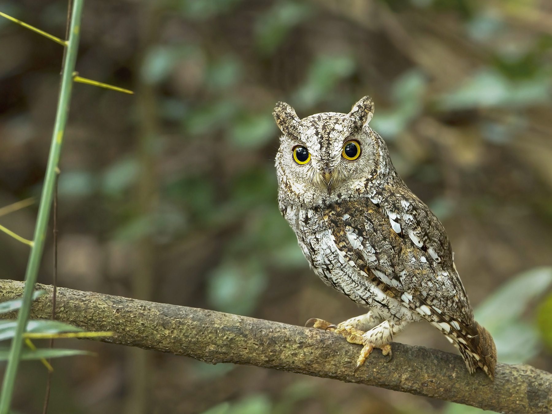 Oriental Scops-owl