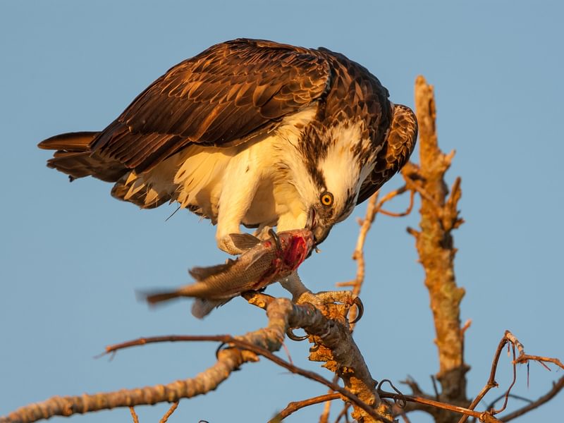What Do Ospreys Eat? (Complete Guide) | Birdfact