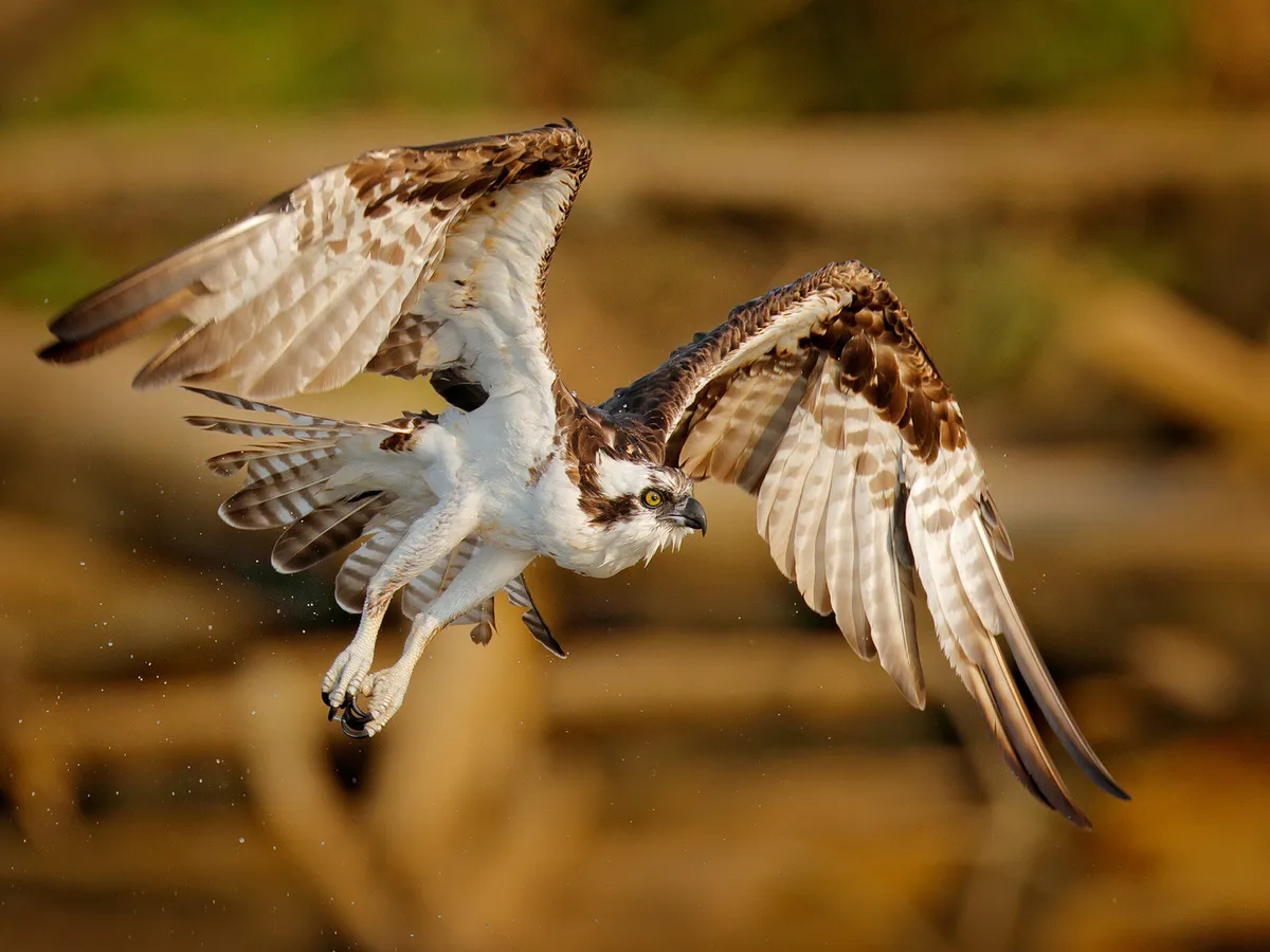 Osprey Migration: A Complete Guide