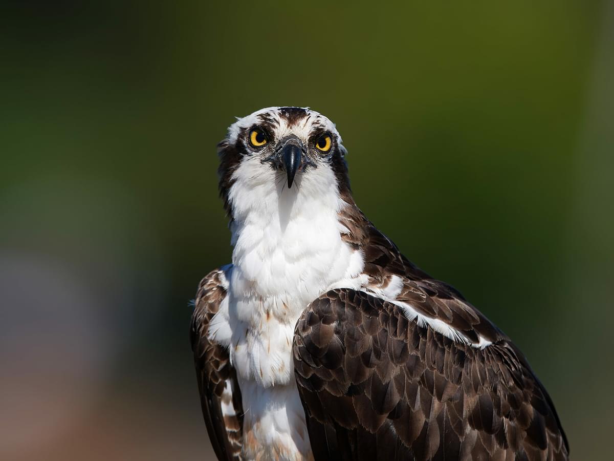 What Do Ospreys Eat? (Complete Guide) | Birdfact