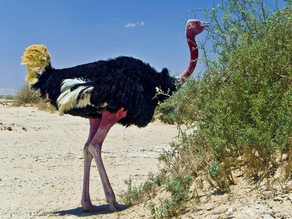 What Do Ostriches Eat Full T
