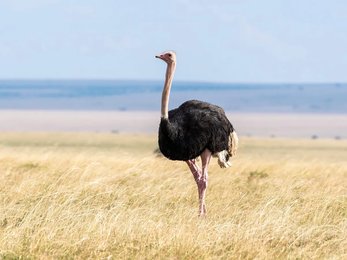 What Do Ostriches Eat? (Full Diet, Feeding, Habits +… | Birdfact