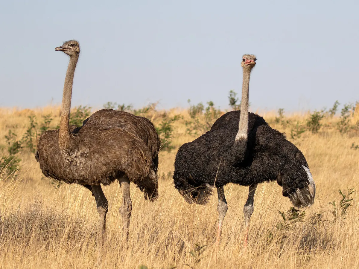 How Long Do Ostriches Live? (Ostrich Lifespan) | Birdfact