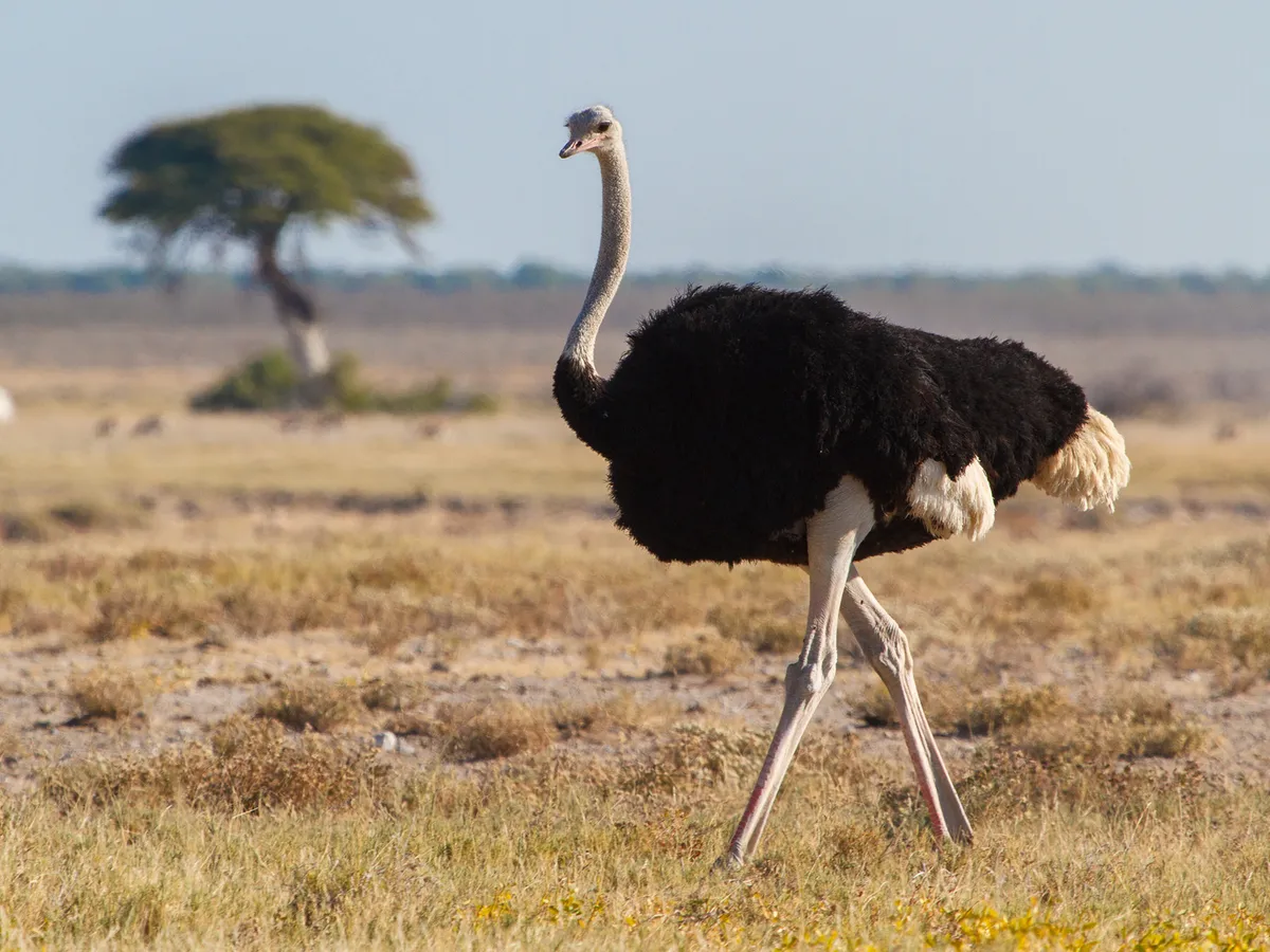 Do Ostriches Bury Their Heads In the Sand? | Birdfact