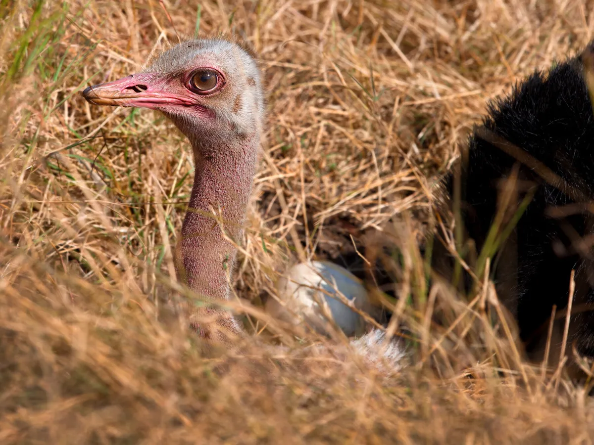 Ostrich Nesting (Behavior, Eggs, Location + FAQs)