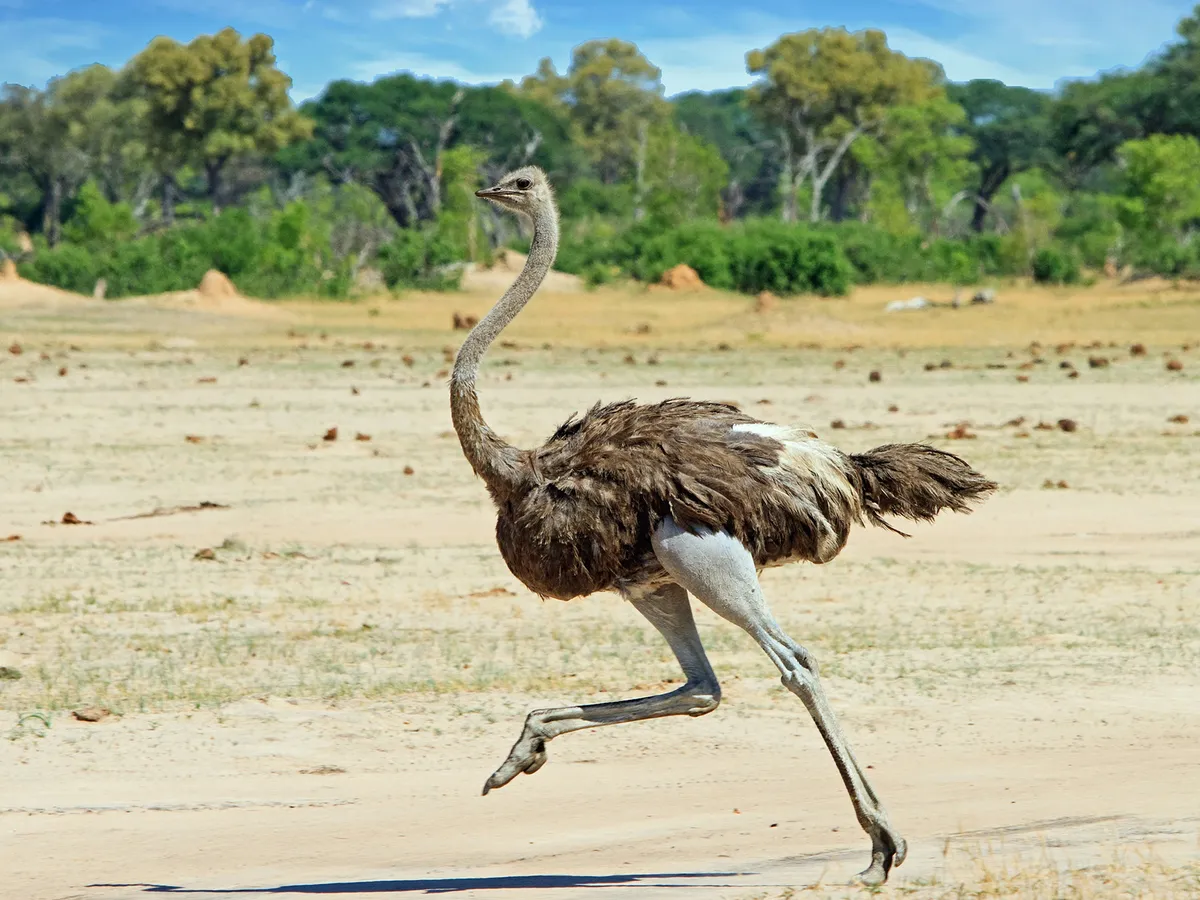 Do Ostriches Bury Their Heads In the Sand? | Birdfact