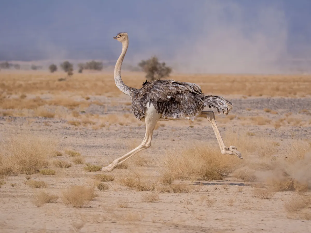 How Big Are Ostriches? (Wingspan + Size) | Birdfact