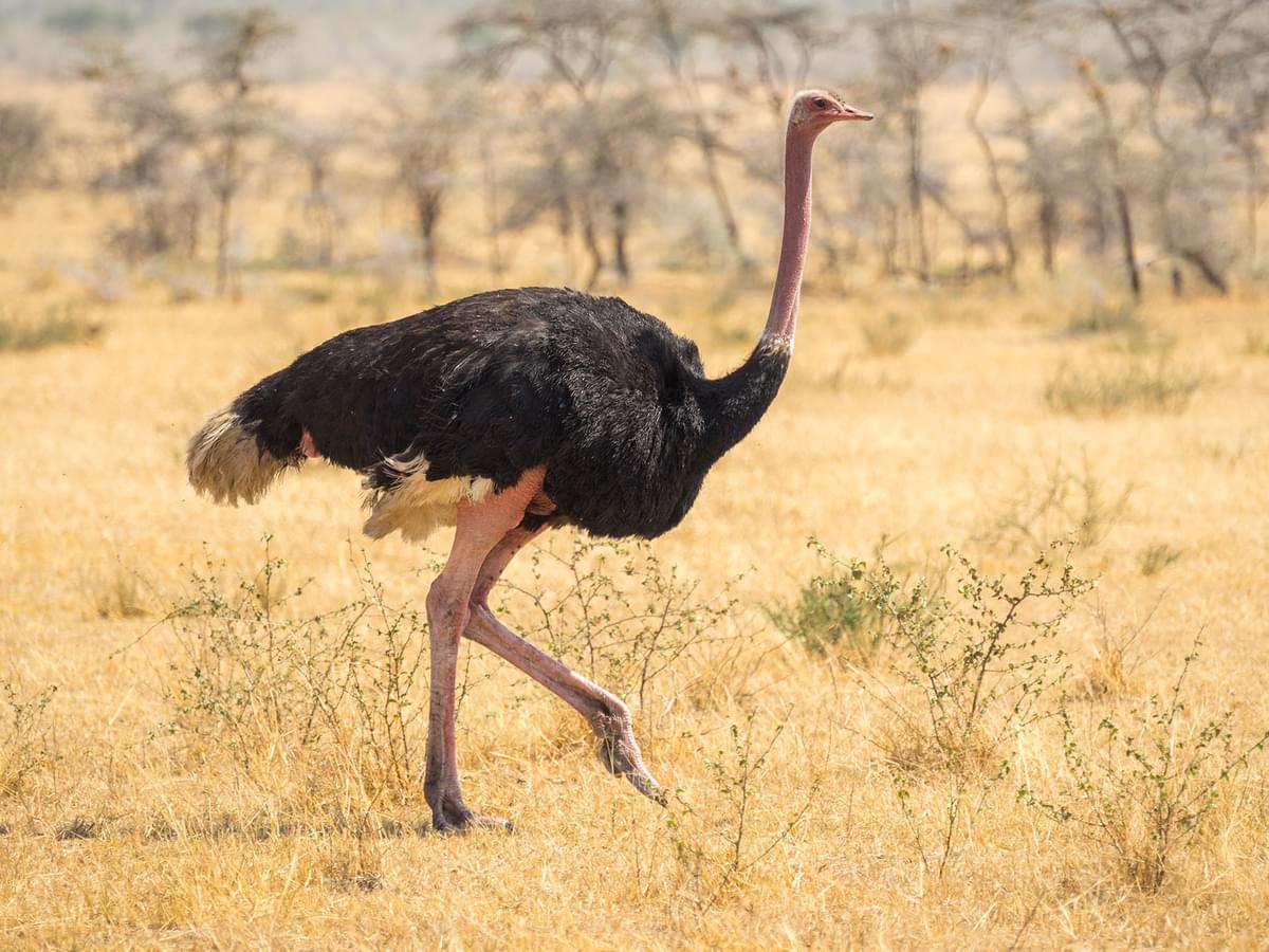 How Big Are Ostriches? (Wingspan + Size)