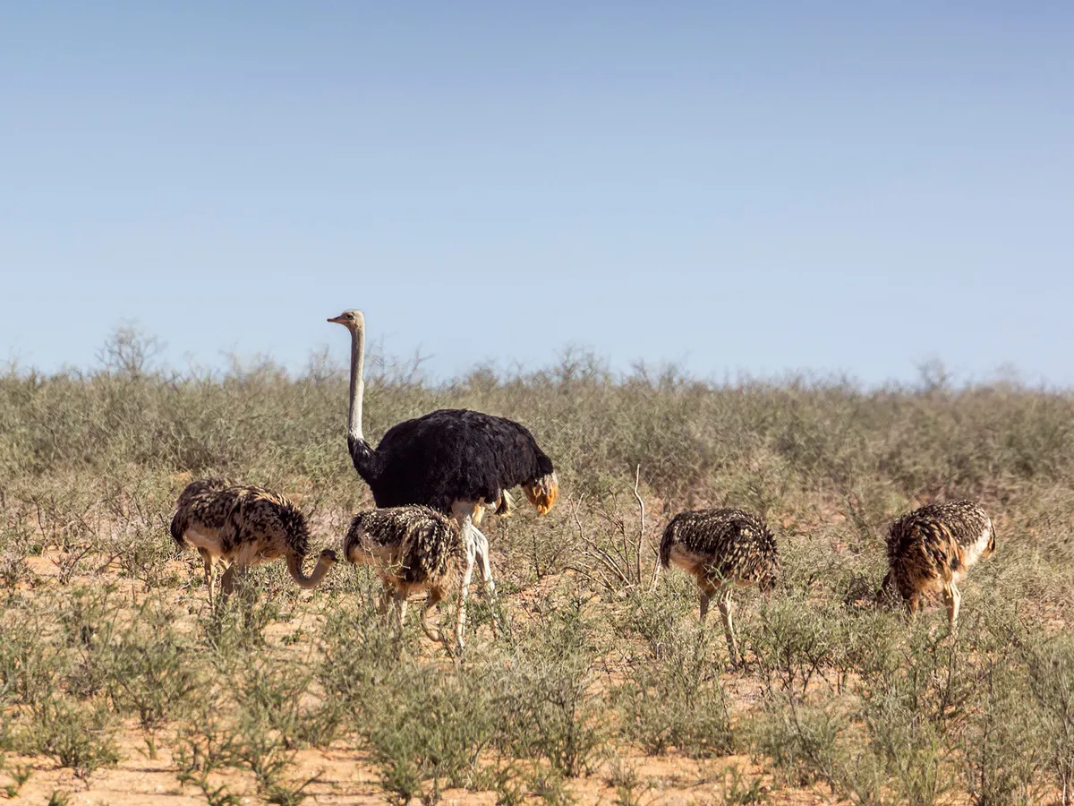 How Long Do Ostriches Live? (Ostrich Lifespan) | Birdfact