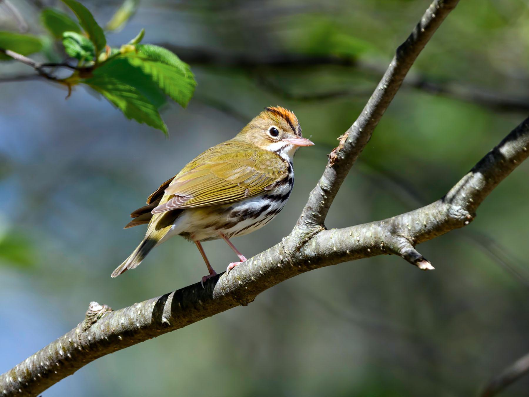 Ovenbird