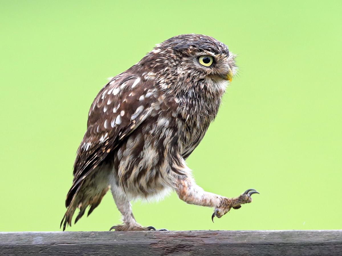 Owl Legs: Anatomy, Adaptive Advantages + FAQs